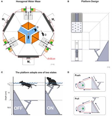 An Automated Water Task to Test Visual Discrimination Performance, Adaptive Strategies and Stereotyped Choices in Freely Moving Mice